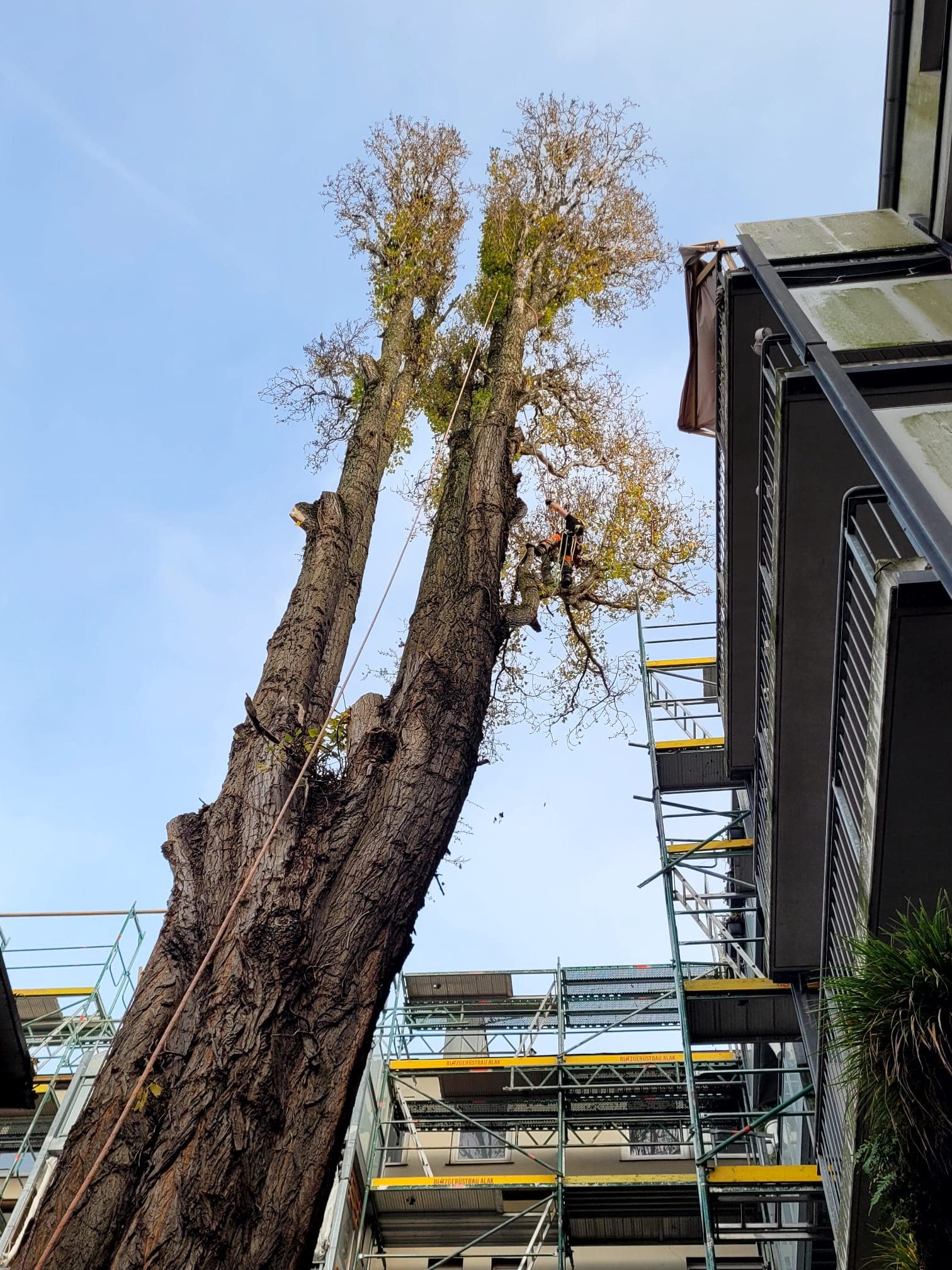 Przed wycinką — martwe drzewo zagrażające budynkowi