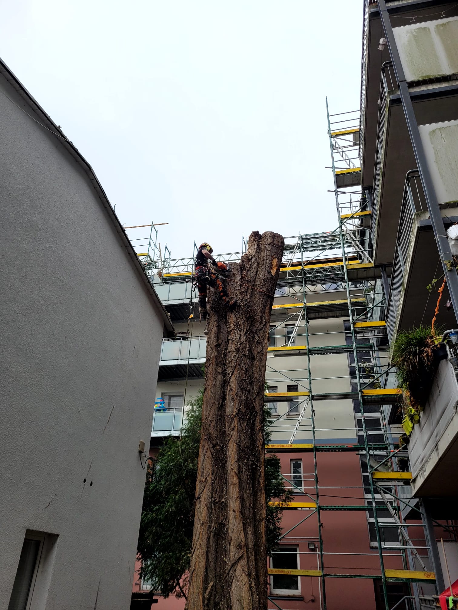 Po wycince — bezpieczny pień, budynek nienaruszony